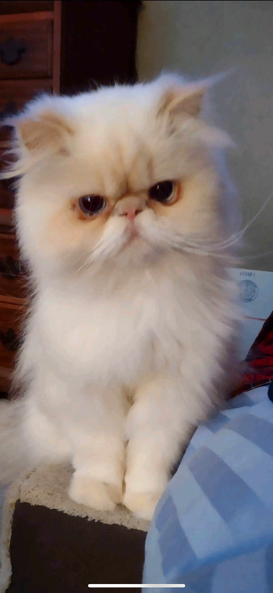 Mad Max joined the competition — help win amazing prizes! animal, cat, closeup, cute, domestic_animal, ears, expression, face, feline, fluffy, fur, furniture, household, indoor, persian_cat, pet, portrait, sitting, whiskers, white_cat