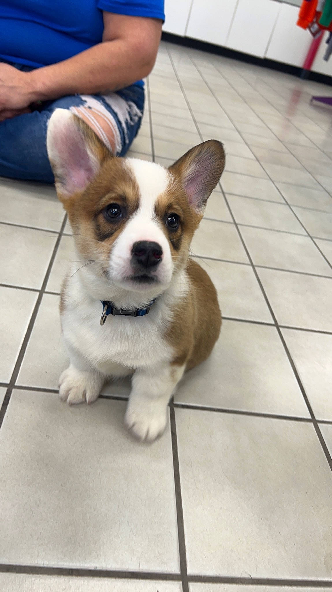 Dopey joined the competition — help win amazing prizes! canidae, carnivore, companion_dog, dog, dog_breed, fawn, flooring, fur, non_sporting_group, paw, sporting_group, terrestrial_animal, tile_flooring, toy_dog, whiskers, wood, working_animal