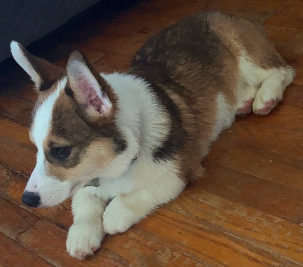 Dopey joined the competition — help win amazing prizes! canidae, carnivore, companion_dog, dog, dog_breed, eye, fawn, flooring, foot, fur, hardwood, paw, sled_dog, snout, sporting_group, tail, terrestrial_animal, whiskers, wood, working_animal