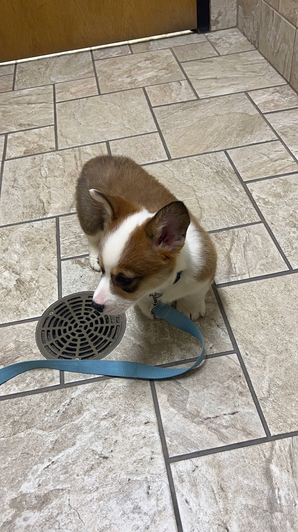 Dopey is registered to the contest to win money with this photo: carnivore, chihuahua, companion_dog, dog, dog_breed, dog_supply, fawn, felidae, floor, flooring, mesh, pet_supply, road_surface, sidewalk, small_to_medium_sized_cats, snout, tail, toy_dog, whiskers, working_animal