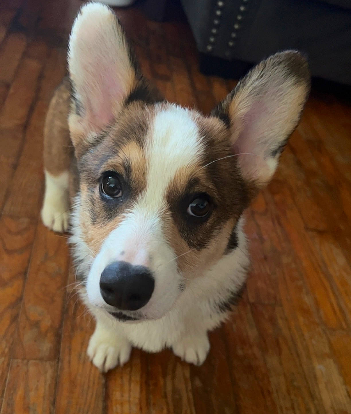 Dopey is registered to the contest to win money with this photo: canidae, carnivore, companion_dog, dog, dog_breed, fawn, flooring, fur, hardwood, herding_dog, plank, snout, sporting_group, varnish, welsh_corgi, whiskers, wood, wood_stain, working_animal, working_dog
