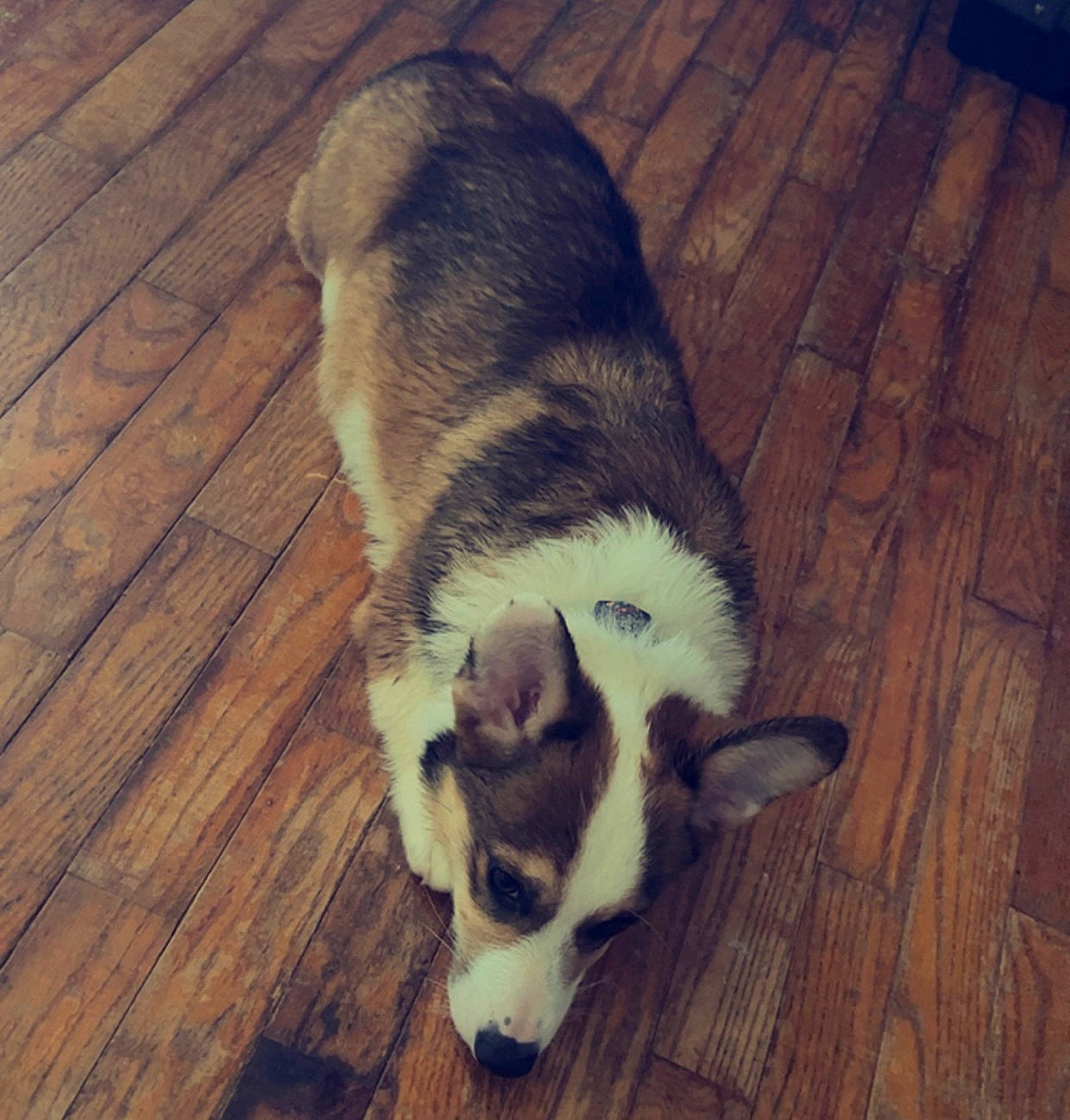 Dopey joined the competition — help win amazing prizes! carnivore, companion_dog, dog, dog_breed, flooring, fur, hardwood, herding_dog, paw, plank, siberian_husky, sled_dog, tail, terrestrial_animal, varnish, whiskers, wood, wood_flooring, wood_stain, working_animal