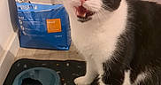 Gringo participe au concours pour gagner de l'argent avec cette photo : animal, bag, black_and_white, cat, cat_food, curious, cute, domestic, feeding_area, floor, food_bowl, fur, indoor, mat, open_mouth, paw, pet, surprised, whiskers, wide_eyes
