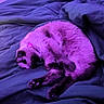 Spycie participe au concours pour gagner de l'argent avec cette photo : animal, bed, blanket, cat, collar, cozy, curled_up, cute, domestic_animal, feline, fur, indoor, paw, pet, purple_light, relaxation, resting, sleeping, soft_texture, whiskers
