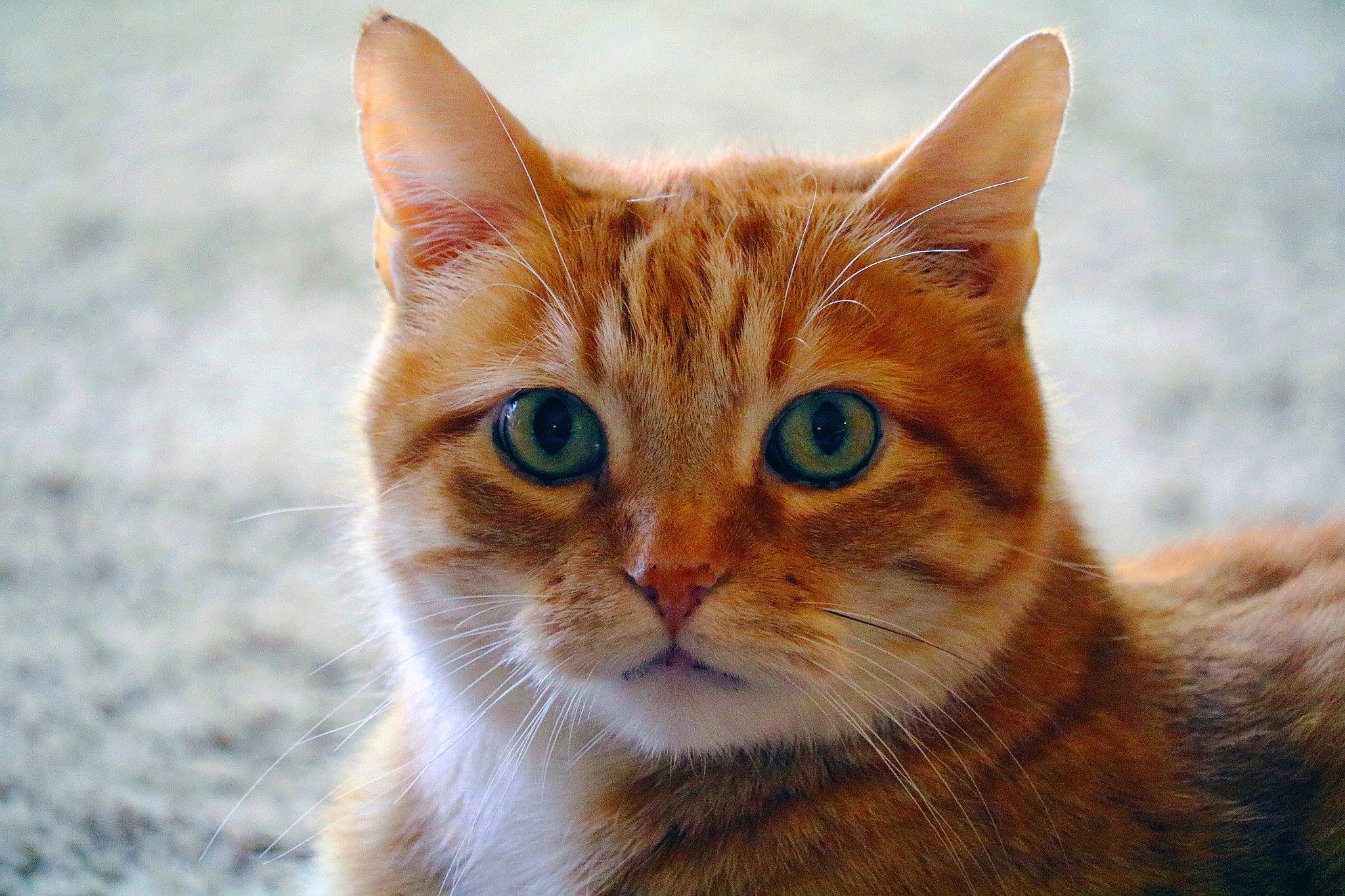 Sparta joined the competition — help win amazing prizes! aegean_cat, american_wirehair, arabian_mau, asian, australian_mist, carnivore, cat, close_up, domestic_short_haired_cat, european_shorthair, eye, felidae, kitten, mammal, nose, small_to_medium_sized_cats, snout, tabby_cat, vertebrate, whiskers