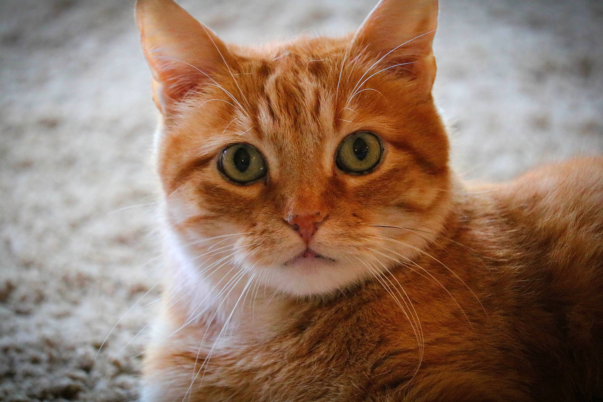 Sparta joined the competition — help win amazing prizes! aegean_cat, american_wirehair, arabian_mau, asian, australian_mist, carnivore, cat, close_up, domestic_short_haired_cat, european_shorthair, eye, felidae, fur, german_rex, mammal, small_to_medium_sized_cats, snout, tabby_cat, vertebrate, whiskers