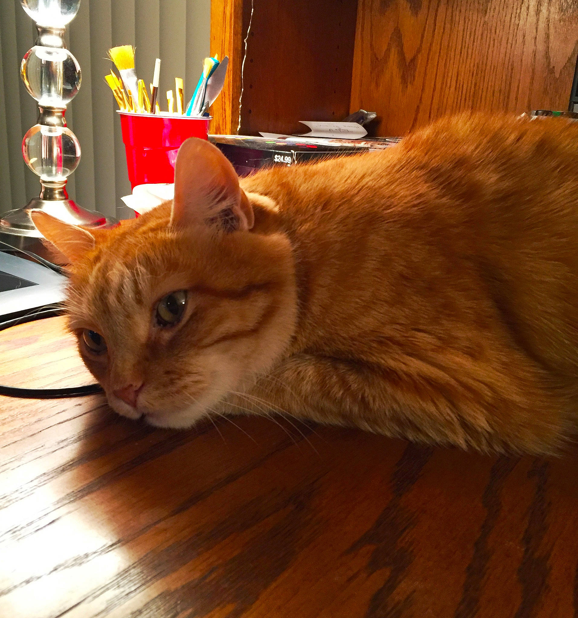 Sparta is registered to the contest to win money with this photo: asian_semi_longhair, carnivore, cat, cymric, domestic_long_haired_cat, domestic_short_haired_cat, european_shorthair, fawn, felidae, floor, flooring, fur, hardwood, mammal, small_to_medium_sized_cats, somali, tabby_cat, tail, whiskers, wood