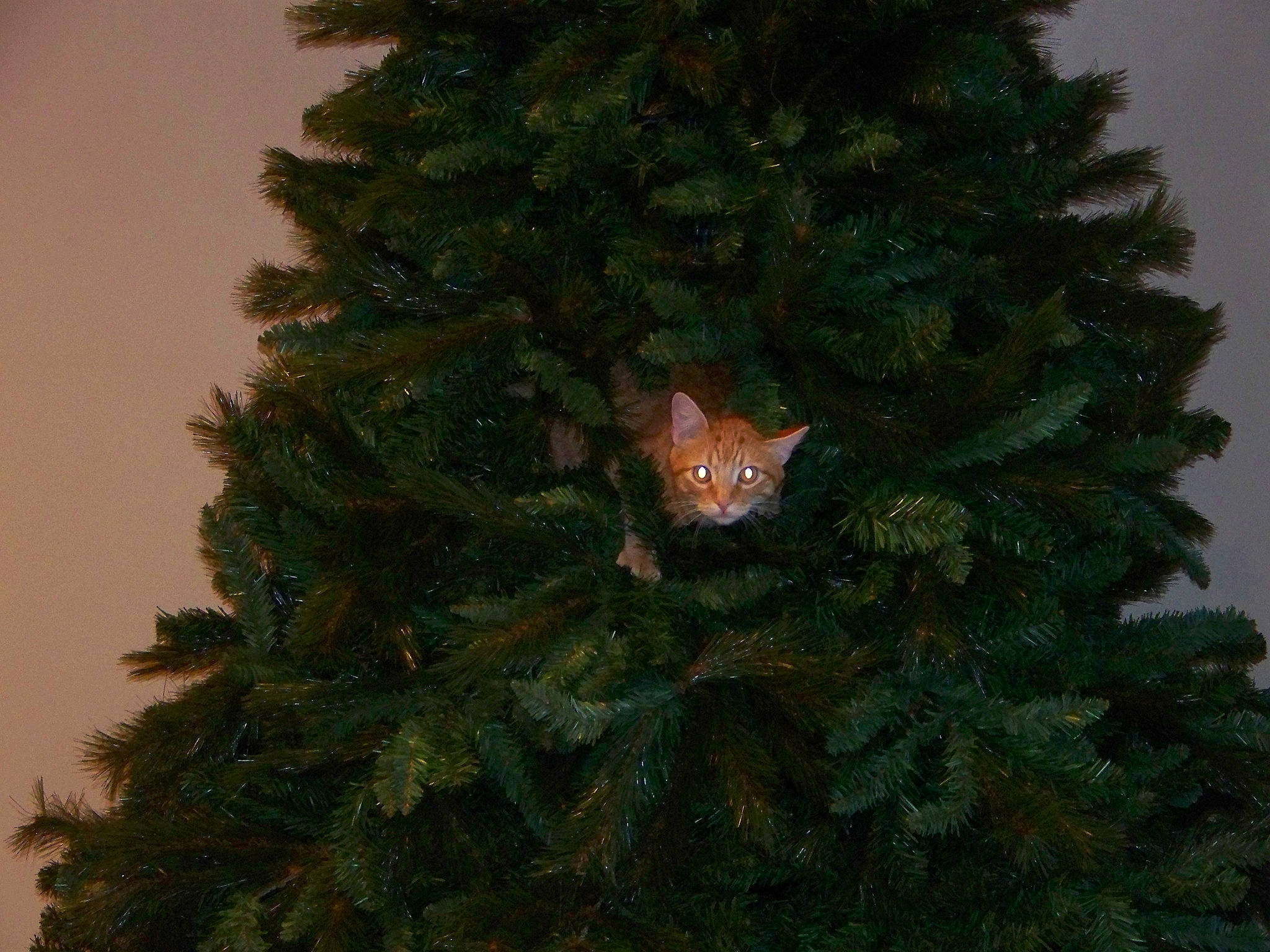 Sparta is registered to the contest to win money with this photo: balsam_fir, christmas, christmas_ornament, christmas_tree, colorado_spruce, conifer, cypress_family, evergreen, fir, holiday_ornament, oregon_pine, pine, pine_family, plant, spruce, tree, white_pine, woody_plant, yellow_fir