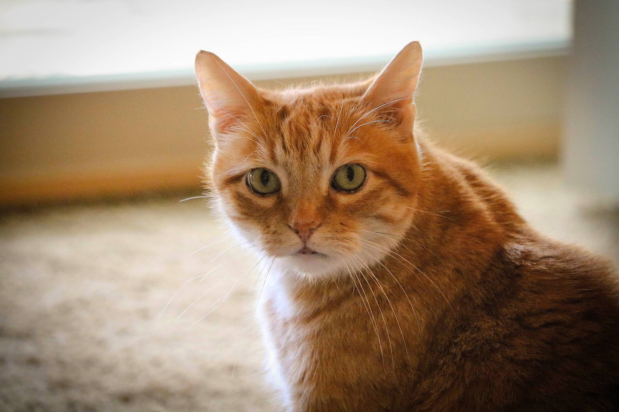 Sparta is registered to the contest to win money with this photo: aegean_cat, american_shorthair, arabian_mau, asian, australian_mist, carnivore, cat, domestic_short_haired_cat, european_shorthair, eye, fawn, felidae, fur, kitten, mammal, small_to_medium_sized_cats, snout, somali, tabby_cat, whiskers