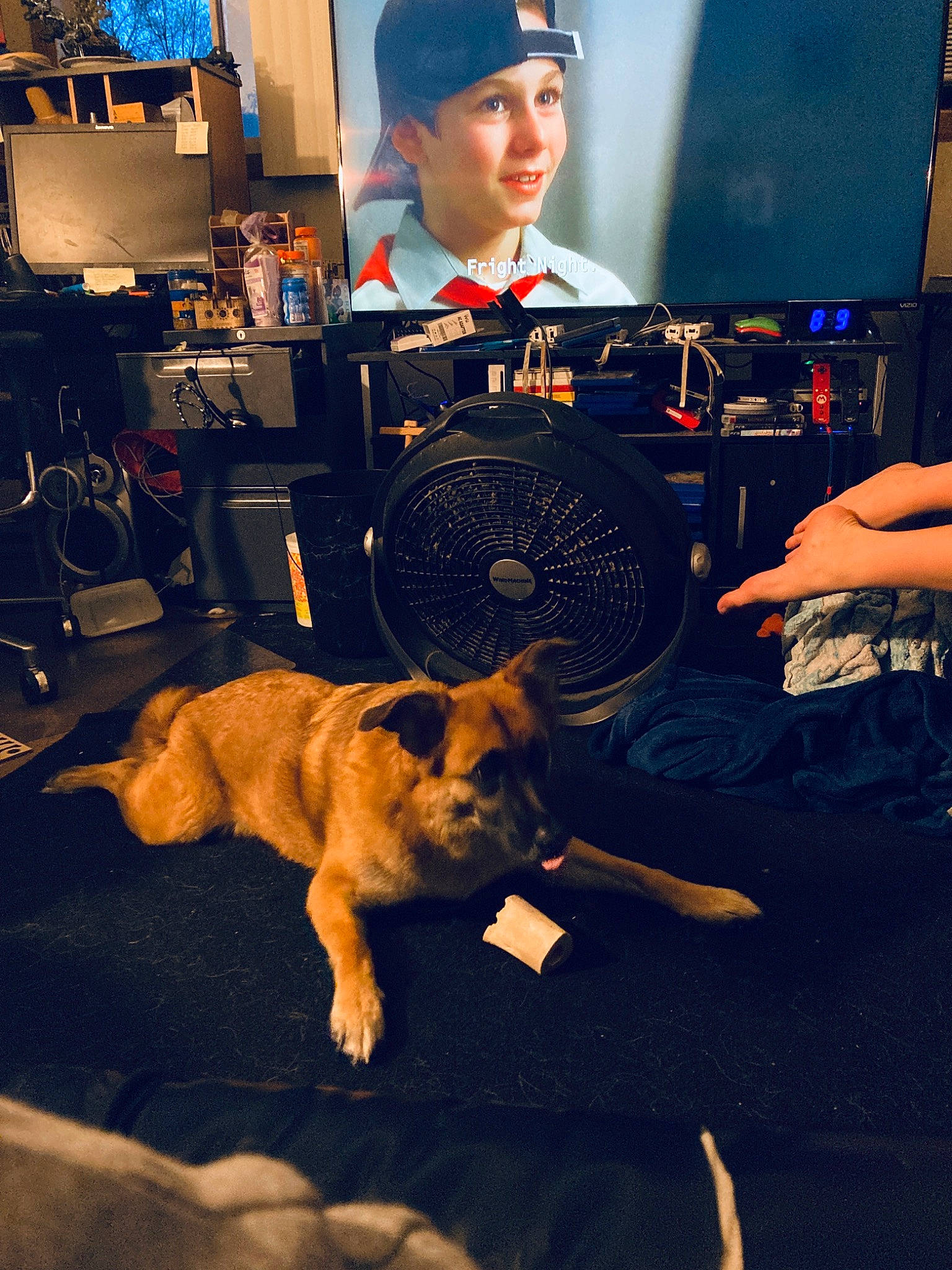 Fox is registered to the contest to win money with this photo: canidae, carnivore, dog, dog_breed, fawn, german_shepherd_dog, law_enforcement, police_dog