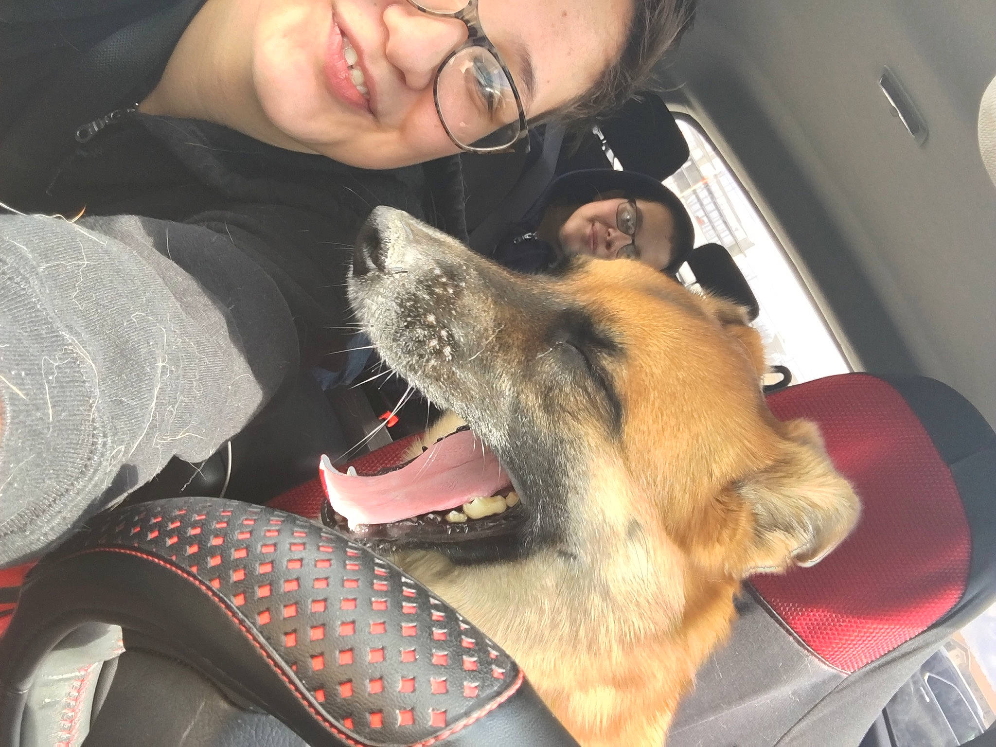 Fox is registered to the contest to win money with this photo: canidae, carnivore, companion_dog, dog, dog_breed, interaction, jaw, mouth, puppy_love, snout, tooth