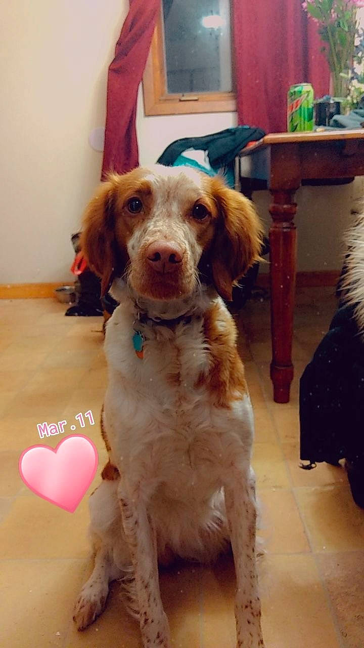 Rose is registered to the contest to win money with this photo: brittany, canidae, carnivore, companion_dog, dog, dog_breed, english_setter, french_spaniel, hunting_dog, liver, mammal, rare_breed_dog, retriever, small_munsterlander, spaniel, sporting_group, vertebrate, welsh_springer_spaniel