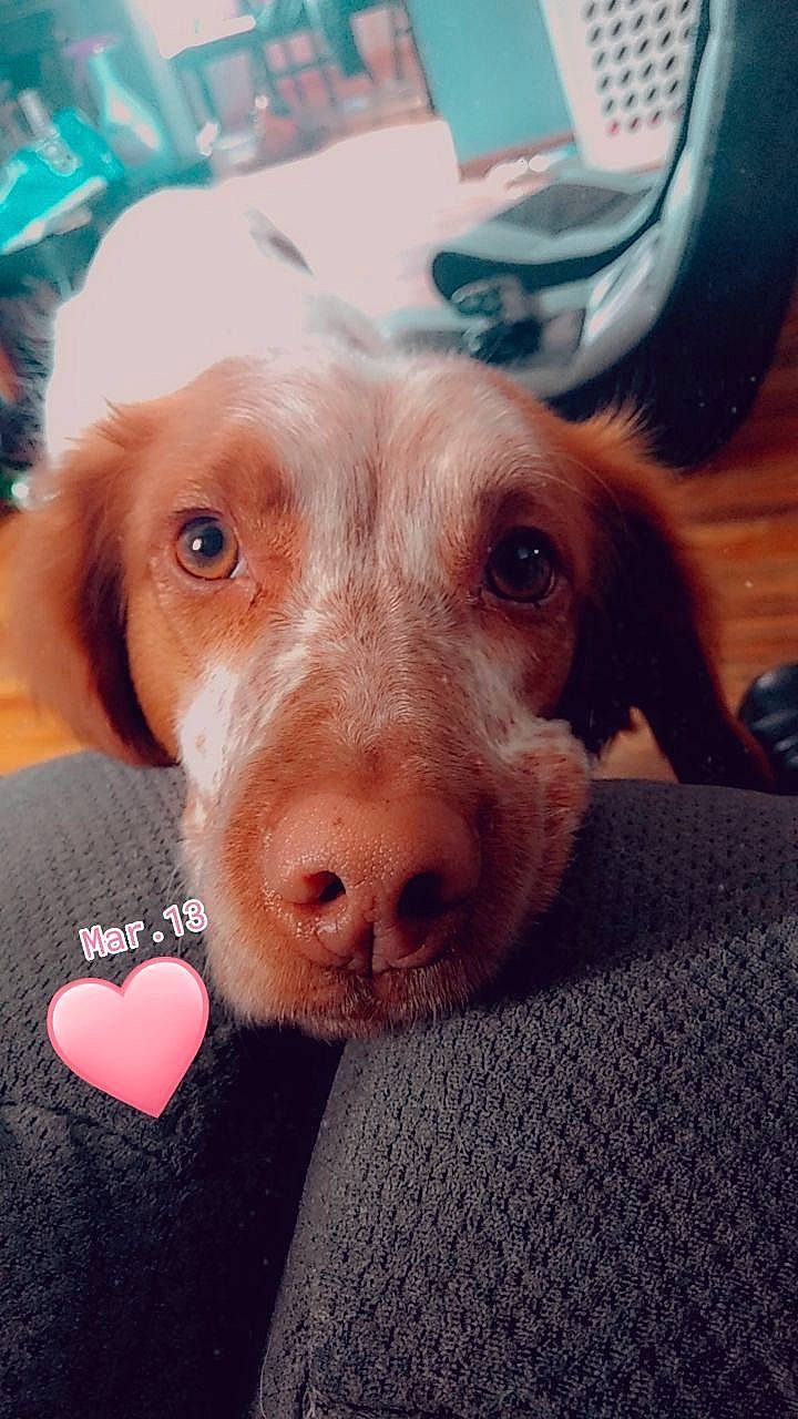 Rose joined the competition — help win amazing prizes! brittany, canidae, carnivore, companion_dog, dog, dog_breed, ear, eye, fawn, fur, hunting_dog, liver, mammal, nose, photography, puppy, snout, spaniel, sporting_group, vizsla