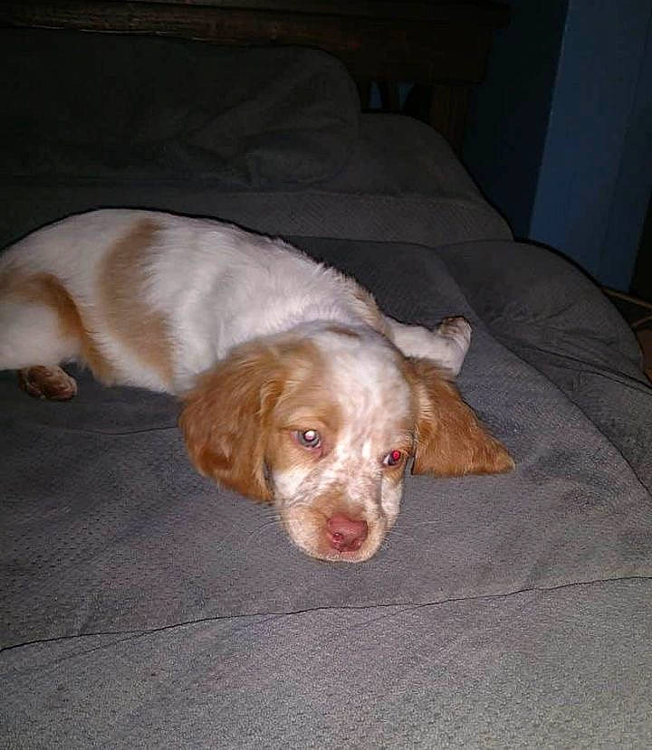 Rose joined the competition — help win amazing prizes! brittany, canidae, carnivore, clumber_spaniel, cocker_spaniel, companion_dog, dog, dog_breed, english_cocker_spaniel, fawn, field_spaniel, hunting_dog, liver, mammal, pachon_navarro, rare_breed_dog, russian_spaniel, spaniel, spinone_italiano, sporting_group