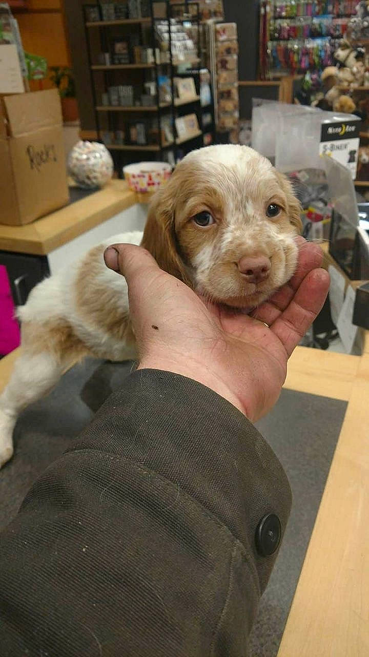 Rose is registered to the contest to win money with this photo: beagador, canidae, carnivore, cocker_spaniel, companion_dog, dog, dog_breed, fawn, liver, mammal, puppy, snout, sporting_group, vertebrate