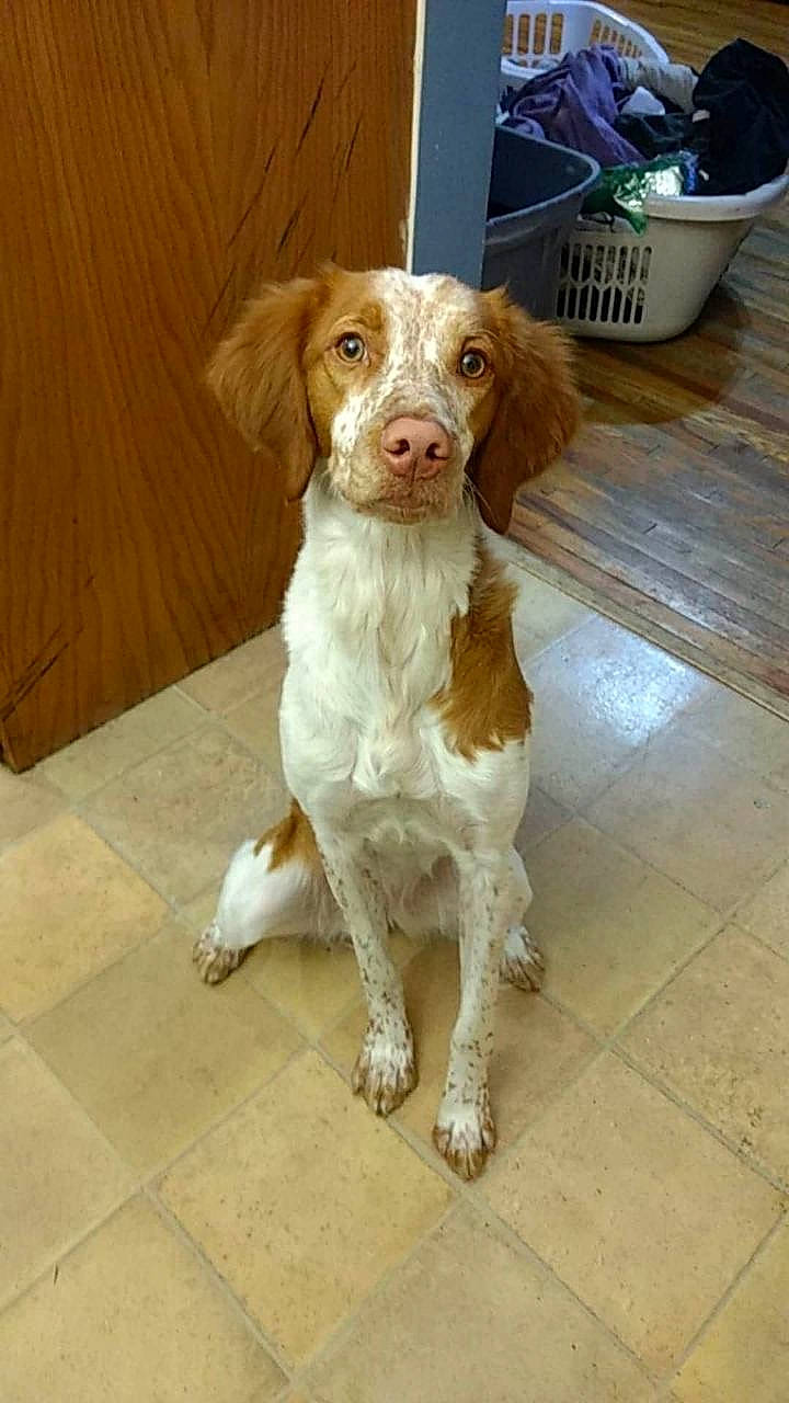 Rose is registered to the contest to win money with this photo: brittany, canidae, carnivore, companion_dog, dog, dog_breed, fawn, french_spaniel, hunting_dog, irish_red_and_white_setter, kooikerhondje, liver, mammal, pointing_breed, rare_breed_dog, small_munsterlander, spaniel, sporting_group, vertebrate, welsh_springer_spaniel