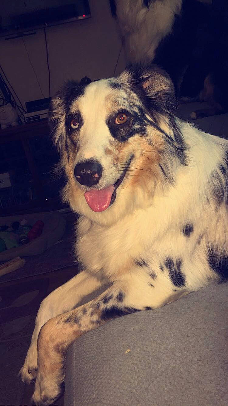 Bull is registered to the contest to win money with this photo: australian_collie, australian_shepherd, basque_shepherd_dog, border_collie, canidae, carnivore, companion_dog, dog, dog_breed, herding_dog, mammal, miniature_australian_shepherd, nose, small_greek_domestic_dog, snout, sporting_group, street_dog, welsh_sheepdog, working_dog