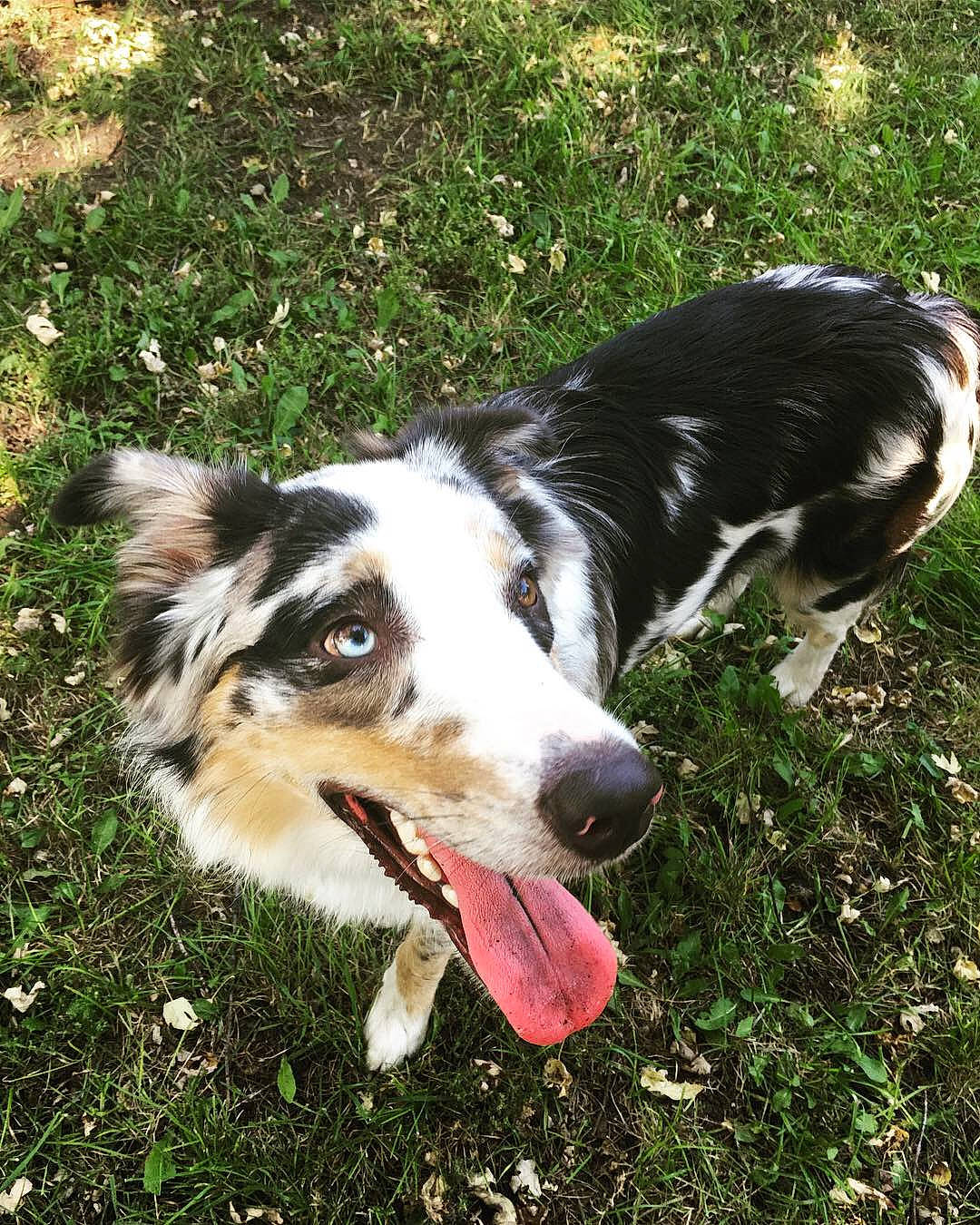 Bull is registered to the contest to win money with this photo: australian_collie, australian_shepherd, border_collie, canidae, carnivore, companion_dog, dog, dog_breed, english_shepherd, grass, herding_dog, mammal, miniature_australian_shepherd, plant, rare_breed_dog, snout, sporting_group, vertebrate, welsh_sheepdog, working_dog