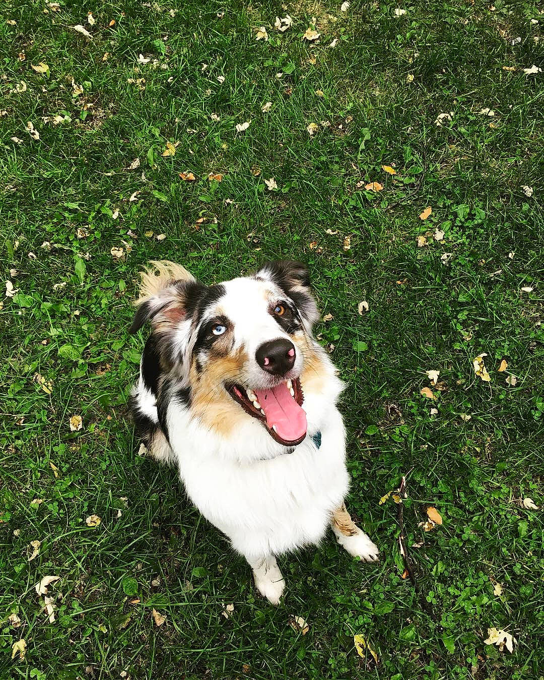 Bull is registered to the contest to win money with this photo: australian_collie, australian_shepherd, border_collie, canidae, carnivore, companion_dog, dog, dog_breed, english_shepherd, grass, herding_dog, mammal, miniature_australian_shepherd, plant, sporting_group, vertebrate, welsh_sheepdog, working_dog