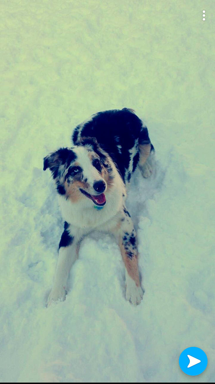 Bull is registered to the contest to win money with this photo: australian_shepherd, border_collie, canidae, carnivore, companion_dog, dog, dog_breed, english_shepherd, herding_dog, mammal, miniature_australian_shepherd, puppy, rare_breed_dog, snow, sporting_group, working_dog