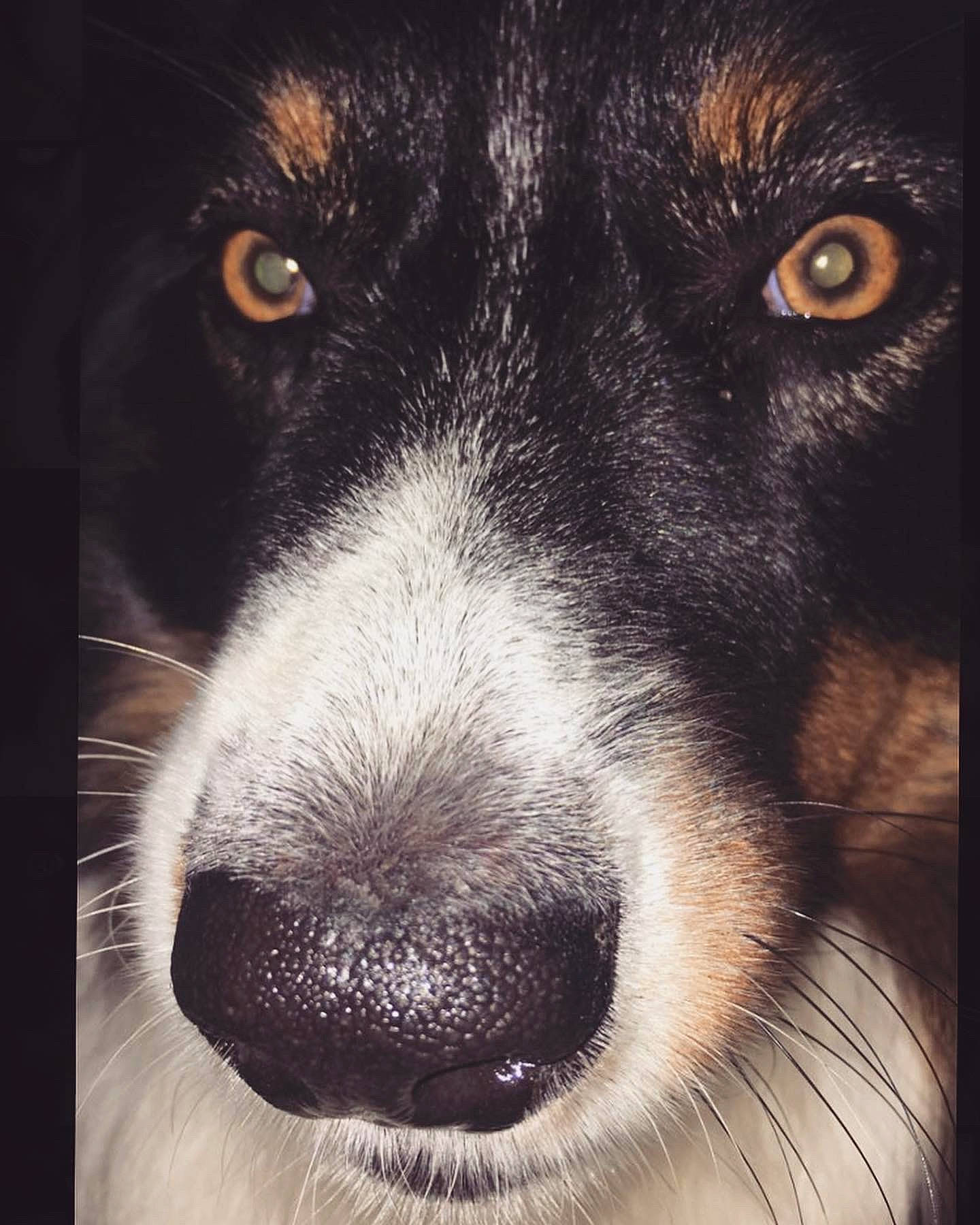 Jaxson is registered to the contest to win money with this photo: australian_shepherd, bernese_mountain_dog, border_collie, canidae, carnivore, close_up, dog, dog_breed, english_shepherd, eye, fur, head, mammal, nose, puppy, smooth_fox_terrier, snout, sporting_group, whiskers, working_dog
