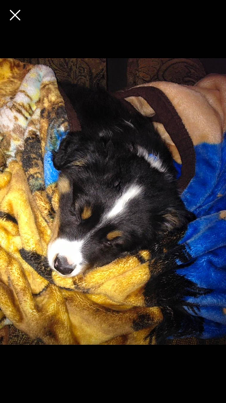 Jaxson joined the competition — help win amazing prizes! australian_shepherd, bernese_mountain_dog, canidae, carnivore, companion_dog, dog, dog_breed, english_shepherd, mammal, puppy, snout, sporting_group, vertebrate, working_dog