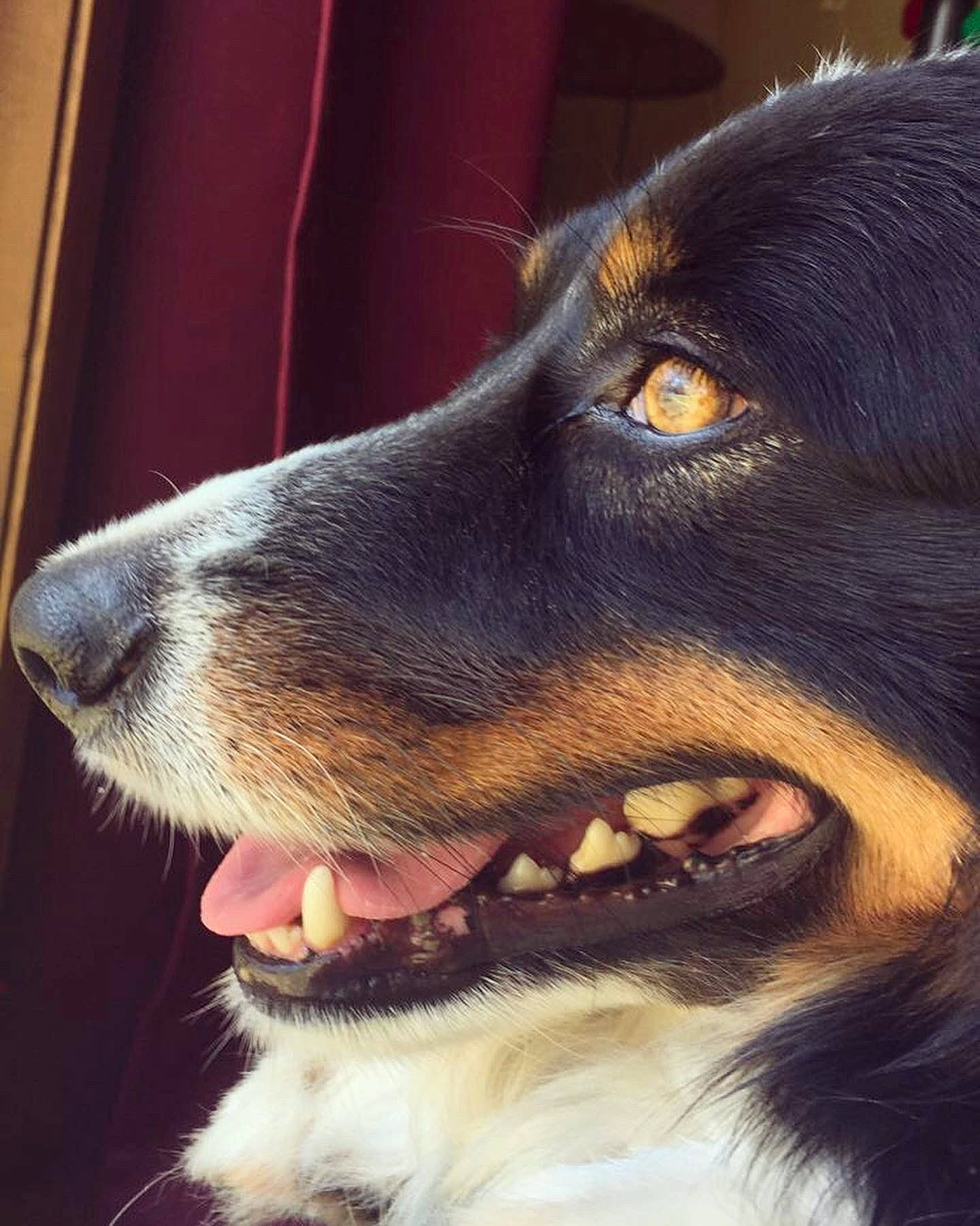 Jaxson joined the competition — help win amazing prizes! australian_collie, australian_kelpie, australian_shepherd, bernese_mountain_dog, canidae, carnivore, close_up, dog, dog_breed, english_shepherd, eye, fur, lapponian_herder, mammal, nose, snout, sporting_group, vertebrate, whiskers, working_dog