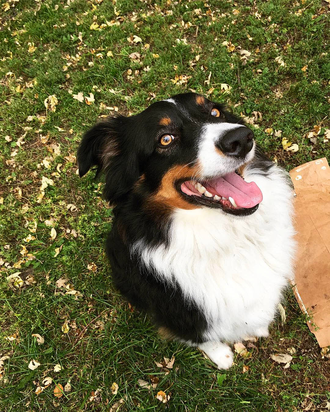 Jaxson is registered to the contest to win money with this photo: australian_collie, australian_shepherd, bernese_mountain_dog, border_collie, canidae, carnivore, companion_dog, dog, dog_breed, english_shepherd, grass, herding_dog, mammal, miniature_australian_shepherd, plant, rare_breed_dog, sporting_group, vertebrate, welsh_sheepdog, working_dog