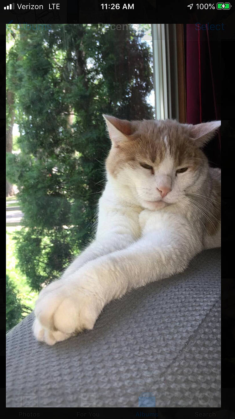 Richard is registered to the contest to win money with this photo: aegean_cat, asian, carnivore, cat, domestic_short_haired_cat, european_shorthair, fawn, felidae, kitten, mammal, polydactyl_cat, small_to_medium_sized_cats, tail, turkish_angora, turkish_van, whiskers