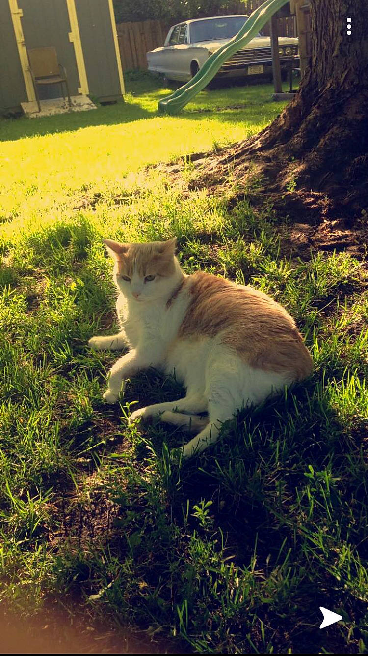 Richard is registered to the contest to win money with this photo: carnivore, cat, felidae, grass, plant, small_to_medium_sized_cats, tail, whiskers, wildlife