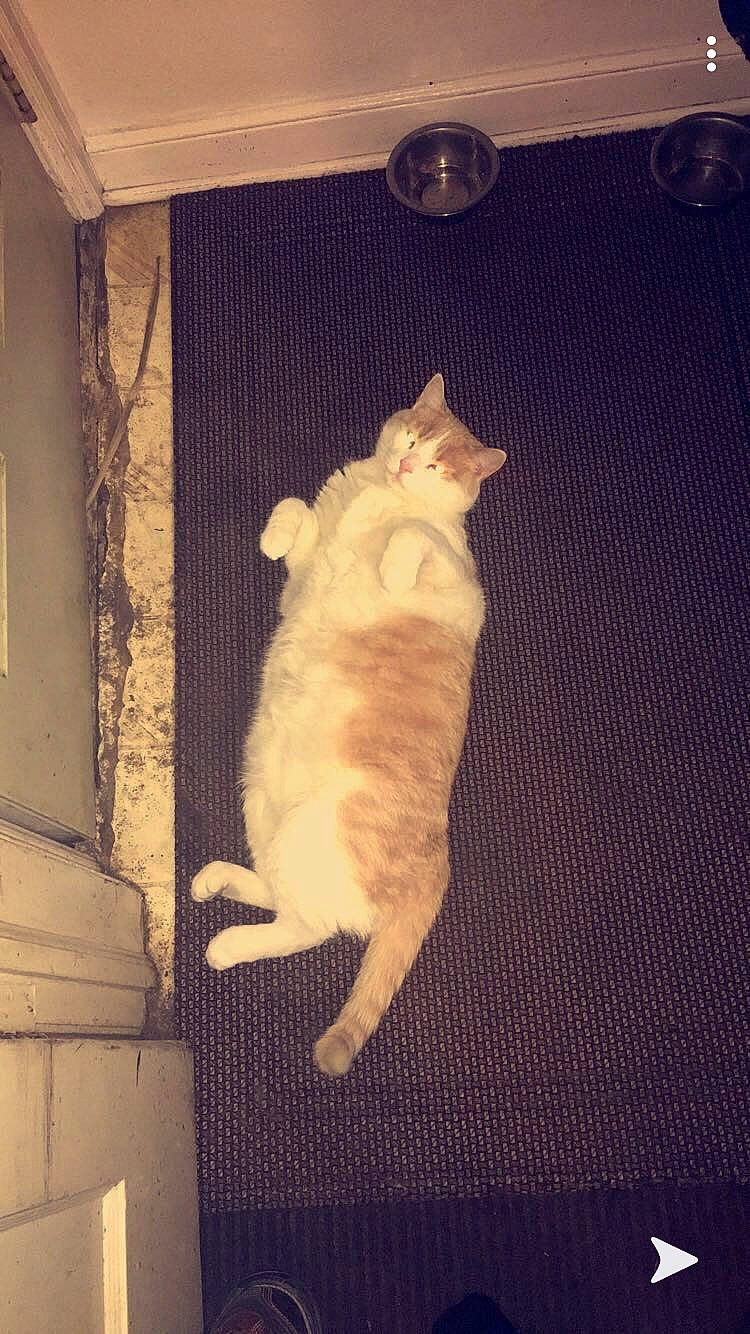 Richard joined the competition — help win amazing prizes! british_shorthair, burmilla, carnivore, cat, european_shorthair, fawn, felidae, fur, kitten, paw, polydactyl_cat, small_to_medium_sized_cats, tail, turkish_van, whiskers