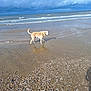 dog, beach, sand, shells, water, ocean, waves, cloudy_sky, shore, wet_sand, animal, outdoor, nature, canine, coast, seashells, reflection, daytime, landscape, pet