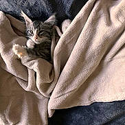 Bloom participe au concours pour gagner de l'argent avec cette photo : kitten, cat, blanket, cozy, soft, paw, fur, cute, pet, indoor, relaxing, playful, animal, fur_pattern, snuggled, comfort, warm, resting, domestic, feline