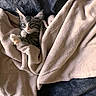 animal, blanket, cat, comfort, cozy, cute, domestic, feline, fur, fur_pattern, indoor, kitten, paw, pet, playful, relaxing, resting, snuggled, soft, warm