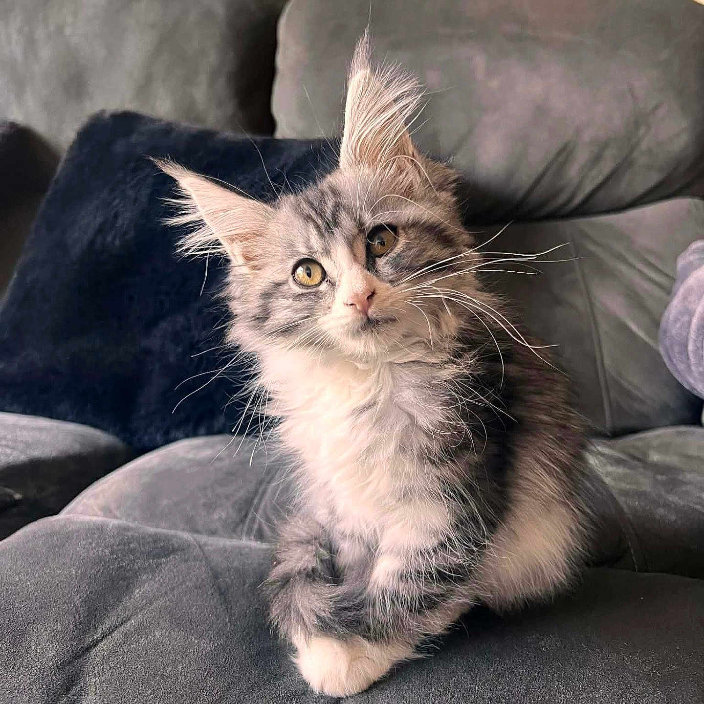 Bloom participe au concours pour gagner de l'argent avec cette photo : kitten, cat, gray_fur, white_fur, whiskers, couch, plush, indoor, pet, feline, curious, sitting, soft_light, fluffy, domestic_cat, fur, portrait, animal, cute, relaxed