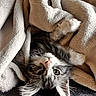 Bloom a rejoint le concours — aidez-le/la à gagner de superbes lots ! kitten, cat, blanket, cozy, fur, pet, animal, cute, soft, resting, indoor, nap, feline, whiskers, paw, sleepy, comfort, adorable, domestic, young