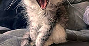 Bloom a rejoint le concours — aidez-le/la à gagner de superbes lots ! kitten, cat, gray, white, fluffy, mouth_open, yawning, sitting, couch, indoor, pet, whiskers, fur, cute, small, animal, feline, cozy, relaxed, domestic