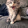 animal, cat, couch, cozy, cute, domestic, feline, fluffy, fur, gray, indoor, kitten, mouth_open, pet, relaxed, sitting, small, whiskers, white, yawning