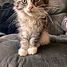 Bloom a rejoint le concours — aidez-le/la à gagner de superbes lots ! kitten, cat, fluffy, gray, white, whiskers, couch, indoor, pet, animal, cute, young, feline, sitting, portrait, fur, eyes, soft, home, domestic