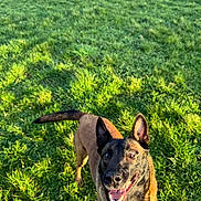 Sya participe au concours pour gagner de l'argent avec cette photo : dog, grass, outdoor, sunlight, shadow, canine, pet, animal, nature, happy, playful, brown, black, ears, mouth, tongue, daylight, field, fur, eyes