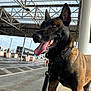 Sya participe au concours pour gagner de l'argent avec cette photo : dog, belgian_malinois, animal, pet, leash, collar, outdoor, canopy, metal_structure, parking_area, concrete, happy, tongue_out, alert, standing, daylight, background, industrial, transport, vehicle