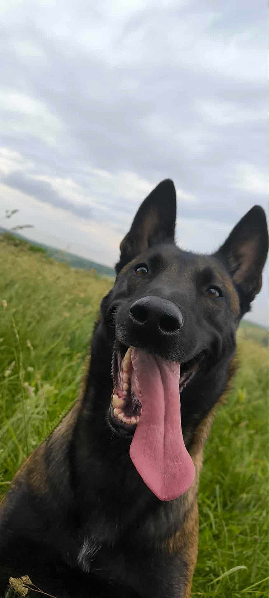 Sya participe au concours pour gagner de l'argent avec cette photo : dog, german_shepherd, tongue, happy, outdoor, grass, field, nature, pet, canine, animal, ears, black_fur, brown_fur, close_up, smiling, nose, tongue_out, sky, cloudy