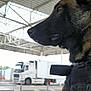 dog, side_profile, harness, working_dog, warehouse, truck, industrial, outdoor, canine, animal, guard_dog, brown_fur, black_fur, service_dog, vehicle, metal_structure, pet, alert, loyal, security
