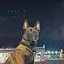 Sya a rejoint le concours — aidez-le/la à gagner de superbes lots ! dog, belgian_malinois, night, outdoor, alert, ears_up, collar, road, lights, checkpoint, sign, reflective, urban, street, animal, canine, portrait, watchful, dark_sky, leash