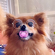 Looka a rejoint le concours — aidez-le/la à gagner de superbes lots ! adorable, animal, brown_fur, companion, cute, dog, domestic_animal, ears, face, fluffy, funny, furry, glasses, household, indoor, muzzle, pacifier, pet, portrait, sitting
