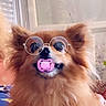 adorable, animal, brown_fur, companion, cute, dog, domestic_animal, ears, face, fluffy, funny, furry, glasses, household, indoor, muzzle, pacifier, pet, portrait, sitting