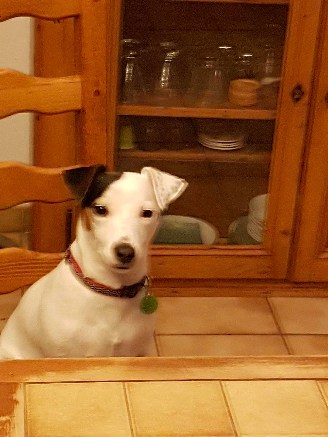 Ondine participe au concours pour gagner de l'argent avec cette photo : cabinetry, canidae, carnivore, collar, companion_dog, dog, dog_breed, dog_collar, door, fawn, flooring, hardwood, pet_supply, shelf, snout, sporting_group, varnish, wood, wood_stain, working_animal