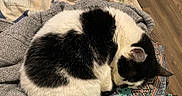 Snoopy joined the competition — help win amazing prizes! animal, black_and_white, blanket, cat, comfortable, cozy, curled_up, cute, domestic_animal, feline, fur, indoor, knitted, nap, patterned_fabric, pet, quiet, resting, sleeping, soft