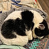 animal, black_and_white, blanket, cat, comfortable, cozy, curled_up, cute, domestic_animal, feline, fur, indoor, knitted, nap, patterned_fabric, pet, quiet, resting, sleeping, soft