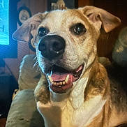 Snoopy is registered to the contest to win money with this photo: dog, close_up, smiling, indoor, pet, canine, happy, tongue, teeth, ears, fur, couch, living_room, animal, domestic_animal, face, expression, friendly, companion, mammal